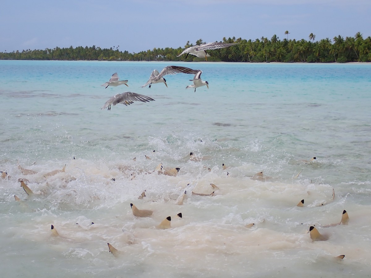 Great Crested Tern - ML610414327