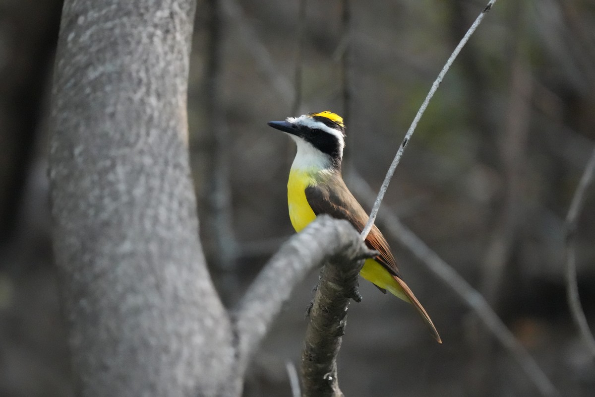 Great Kiskadee - Todd DeVore