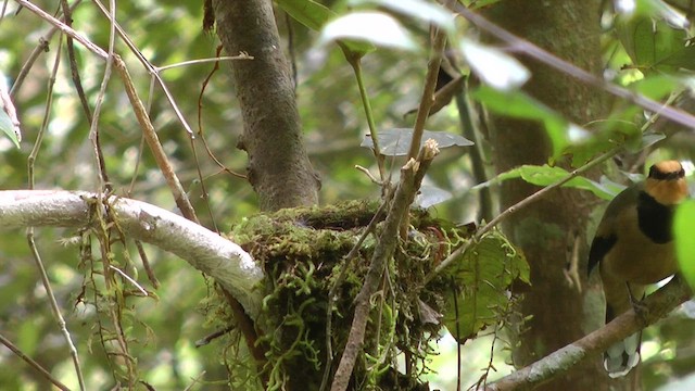 キンガオサンショウクイ - ML610414448