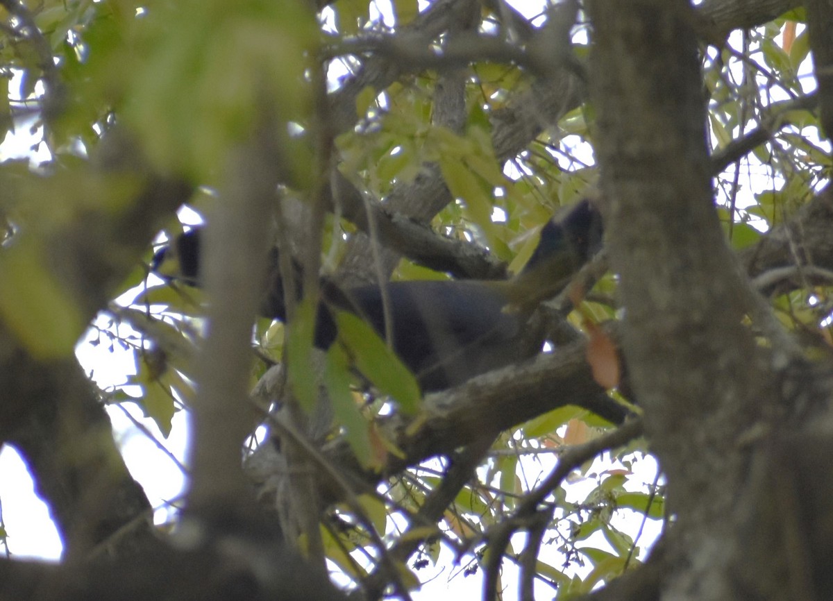 Purple-crested Turaco - ML610414465