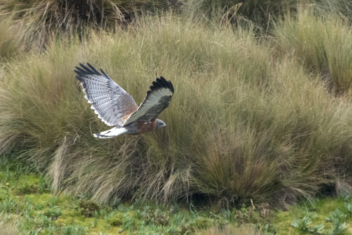 Variable Hawk - Oliver Patrick