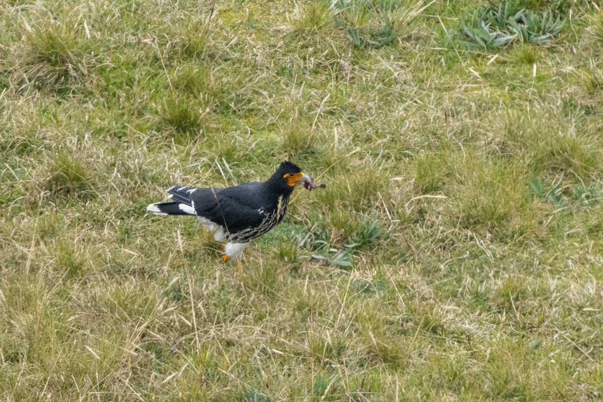 Carunculated Caracara - ML610414476