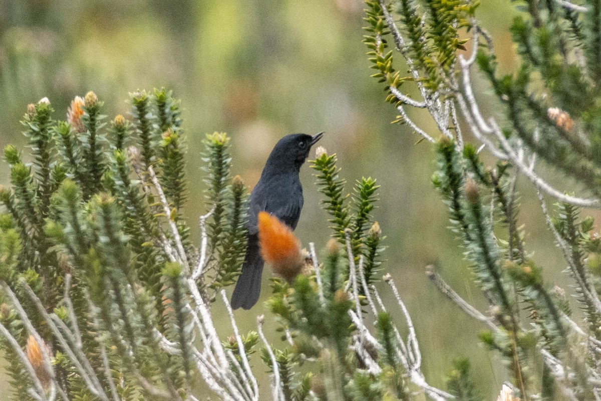 Black Flowerpiercer - ML610414477