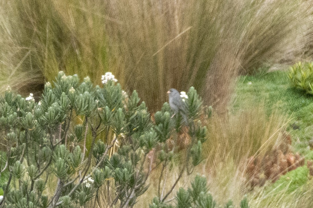 Plain-colored Seedeater - ML610414481