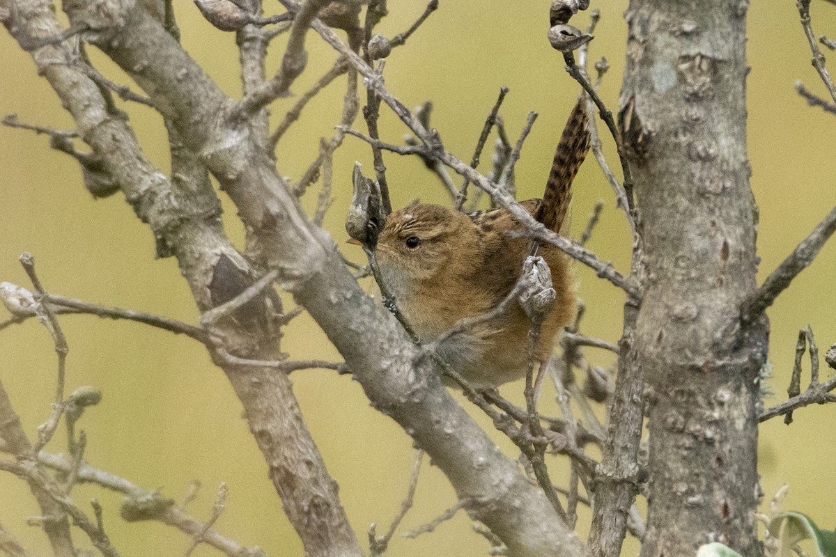 コバシヌマミソサザイ（aequatorialis） - ML610414484