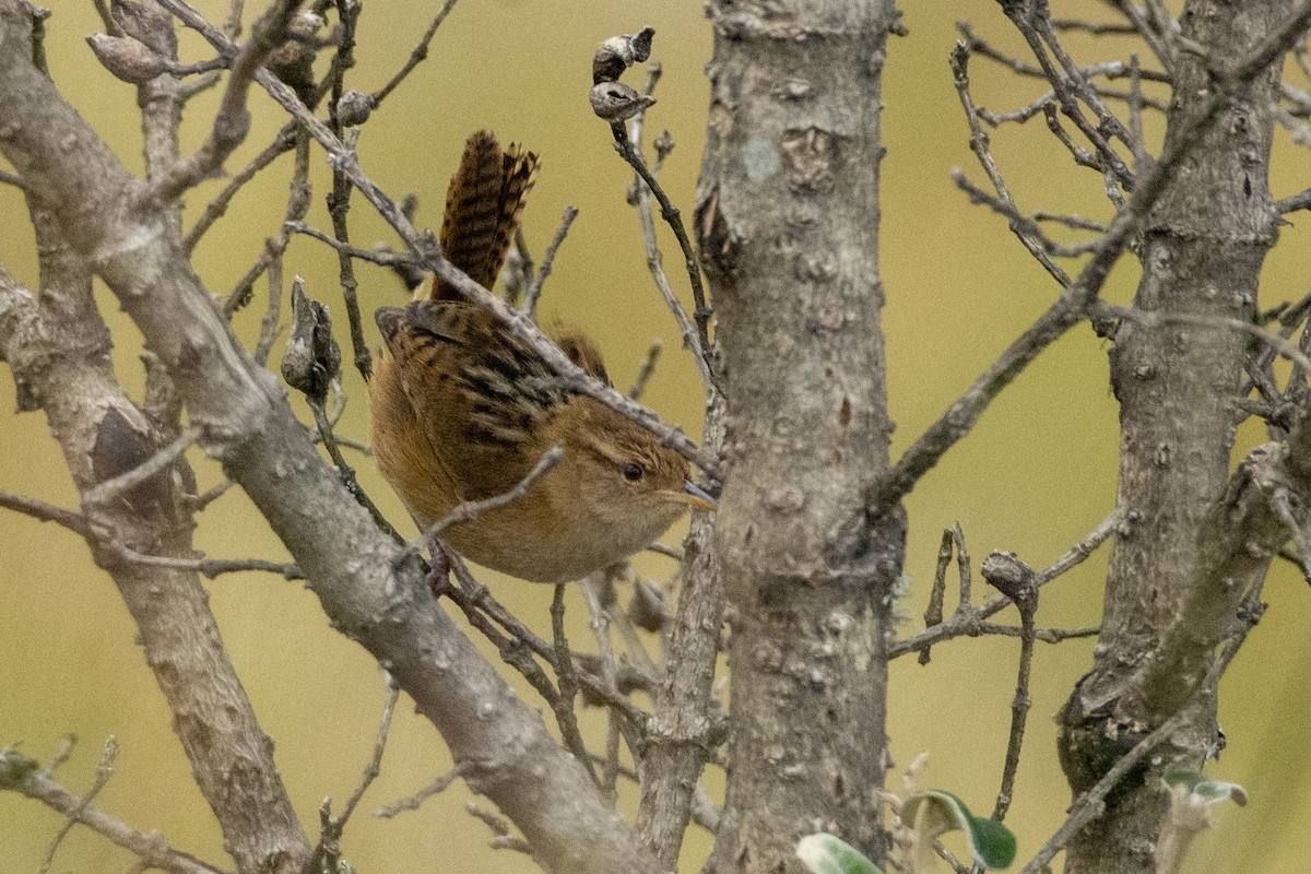 コバシヌマミソサザイ（aequatorialis） - ML610414485