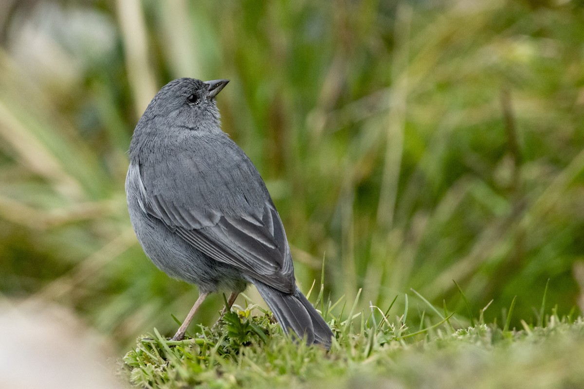 Plumbeous Sierra Finch - ML610414487