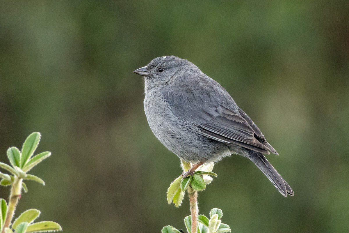 Plumbeous Sierra Finch - ML610414489