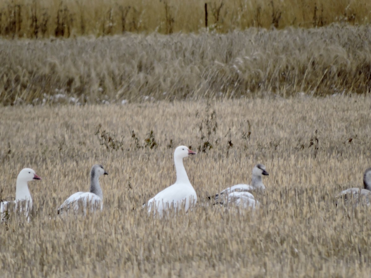 Oie des neiges - ML610414533