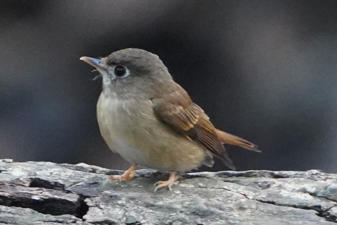 Brown-breasted Flycatcher - Srinivas Daripineni