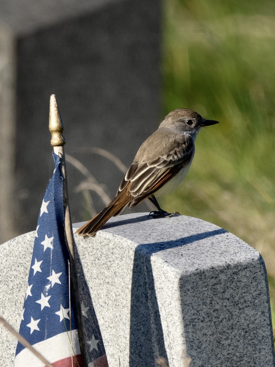 Ash-throated Flycatcher - ML610414703