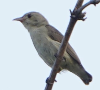 Pale-billed Flowerpecker - ML610414715