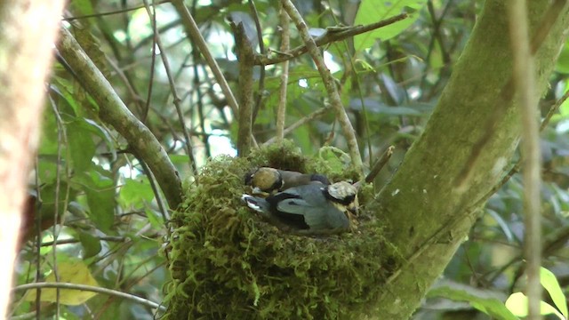 キンガオサンショウクイ - ML610414720