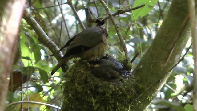 キンガオサンショウクイ - ML610414721