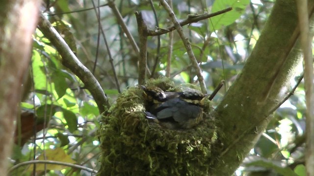 キンガオサンショウクイ - ML610414726