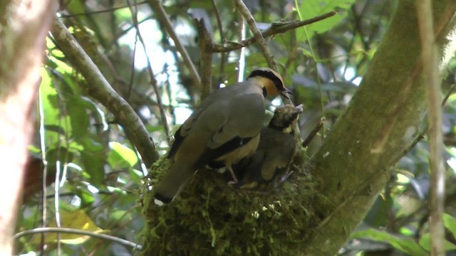 キンガオサンショウクイ - ML610414729