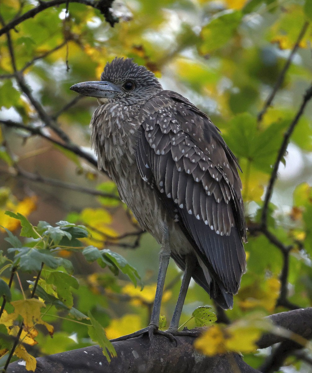 Yellow-crowned Night Heron - Charles Fitzpatrick