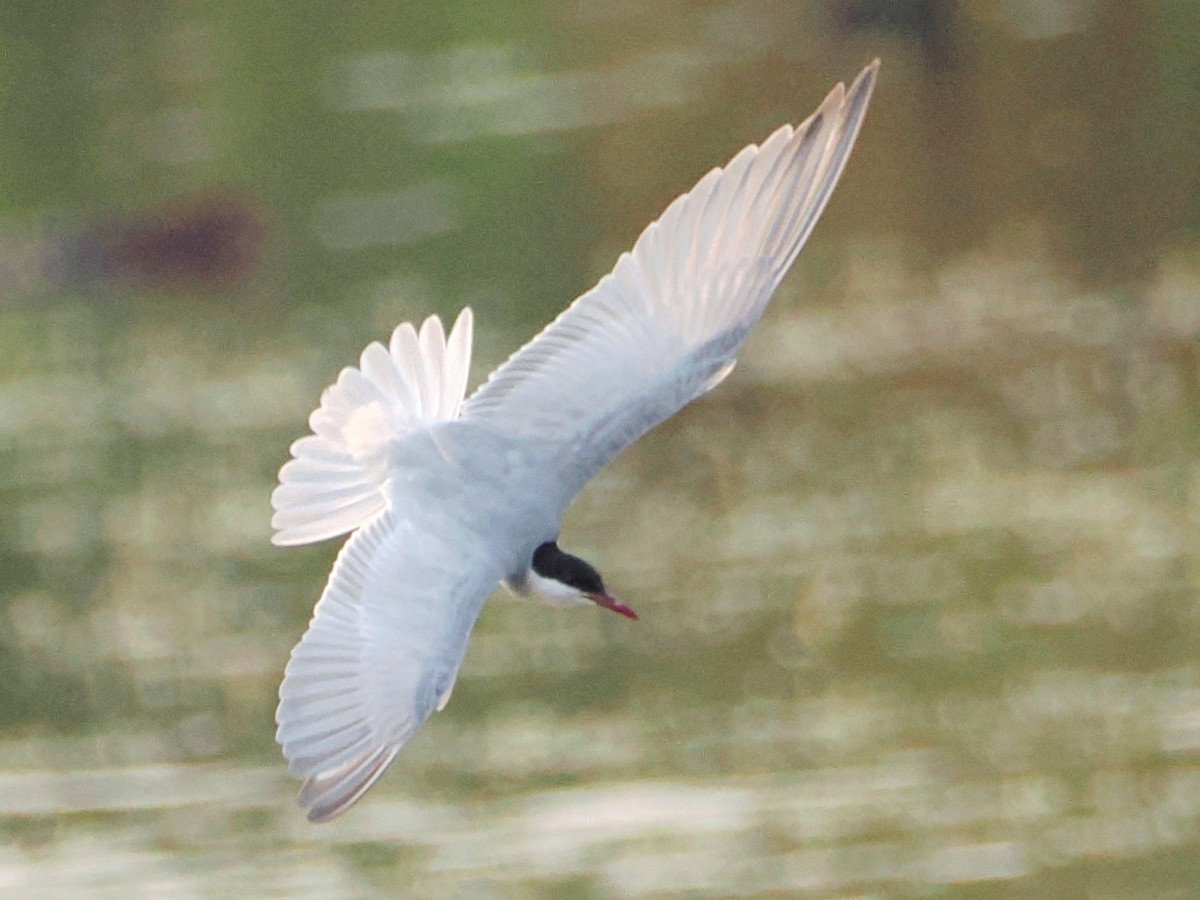 Whiskered Tern - ML610414740