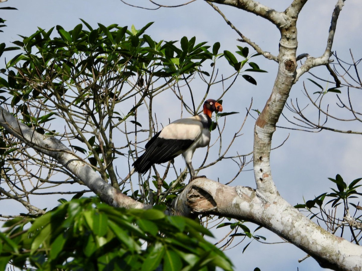 King Vulture - ML610414803