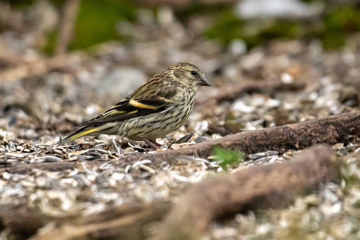 Eurasian Siskin - ML610414828