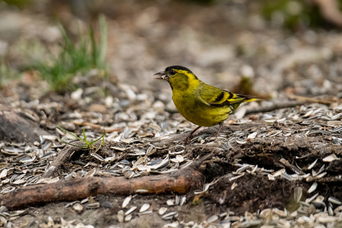 Eurasian Siskin - ML610414830