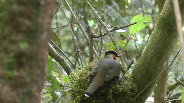 キンガオサンショウクイ - ML610414864