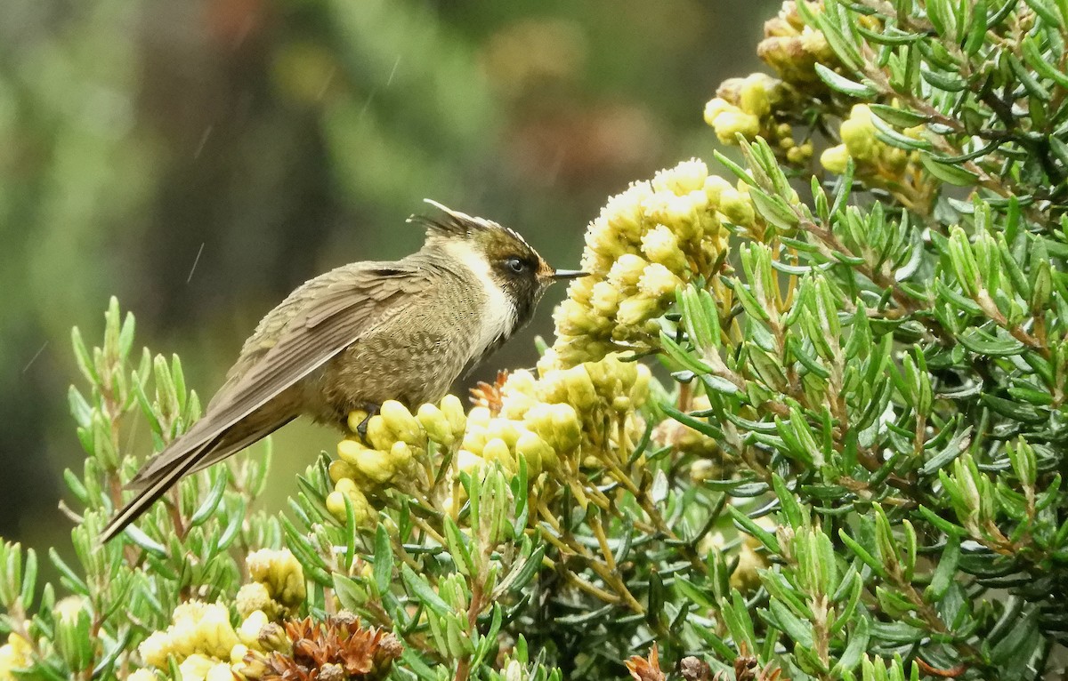 Buffy Helmetcrest - ML610414957