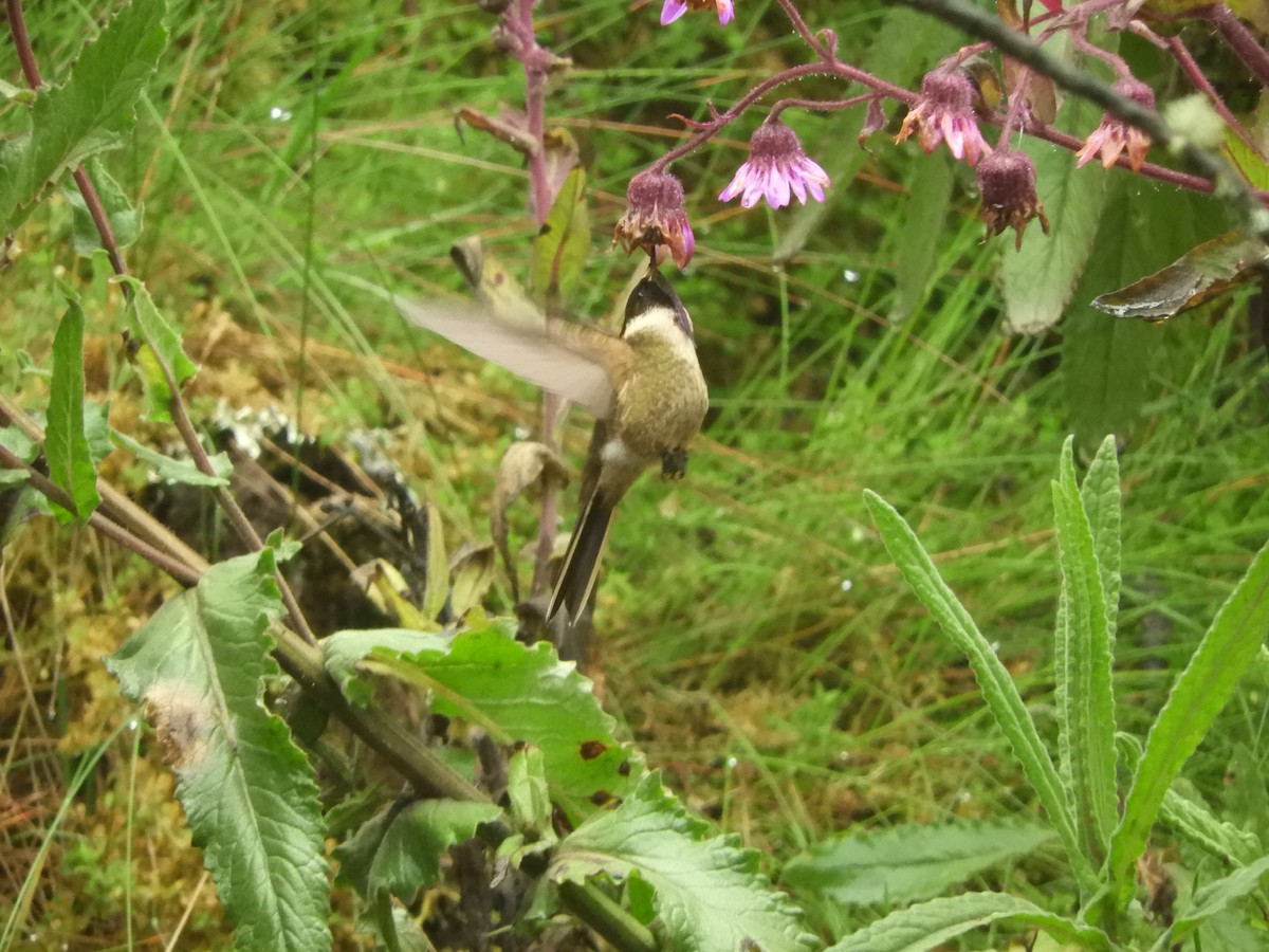 Buffy Helmetcrest - ML610414958