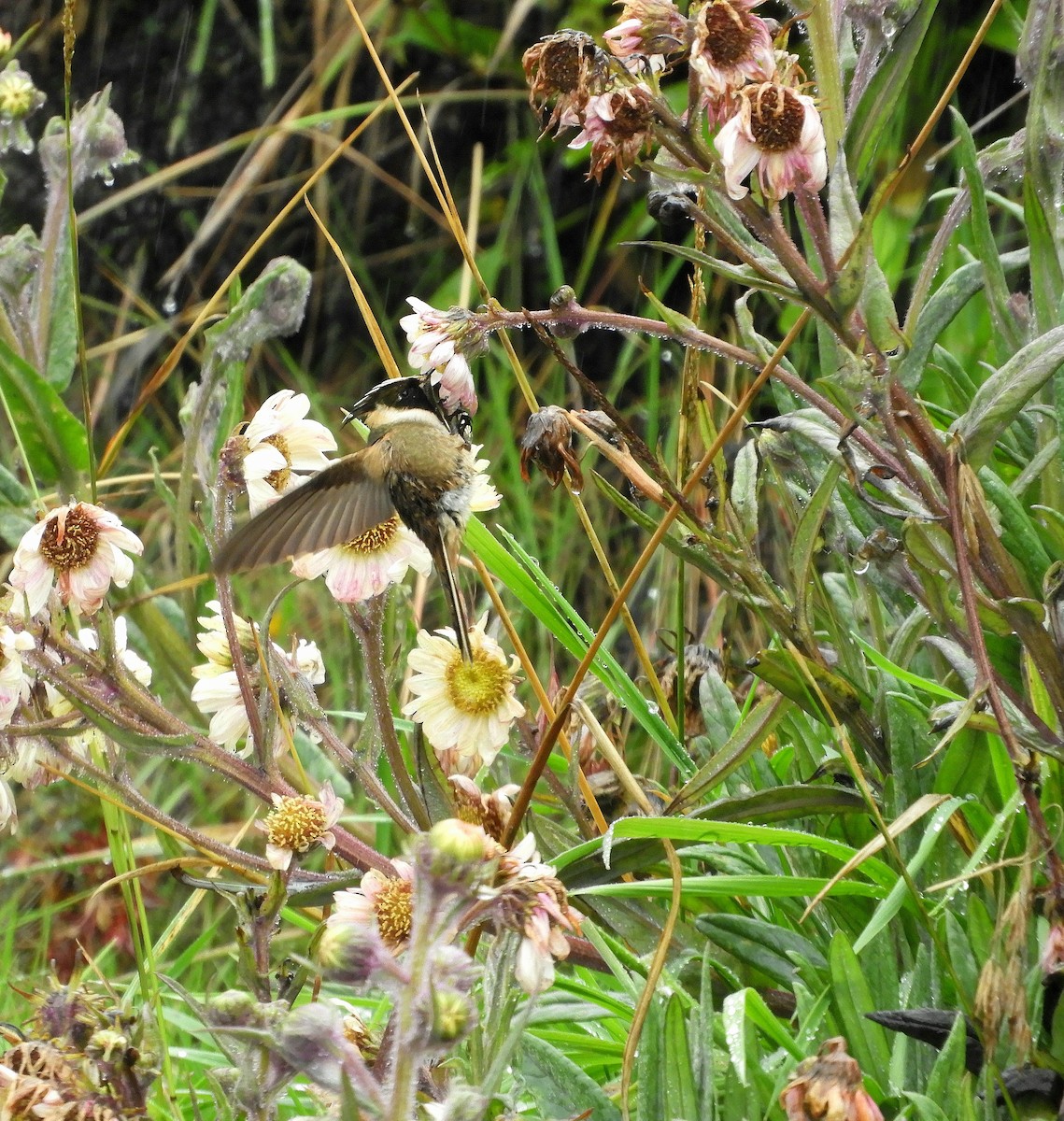 Buffy Helmetcrest - ML610414959