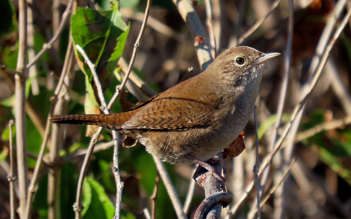 Northern House Wren - ML610414993