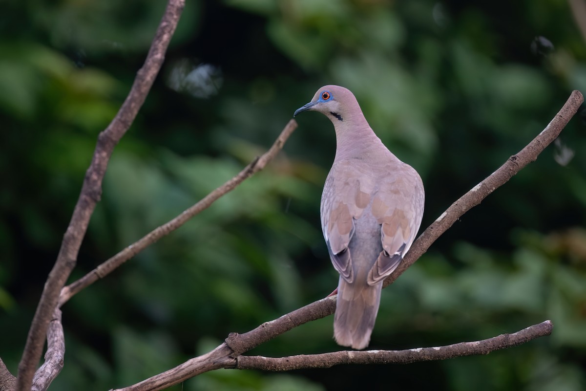 White-winged Dove - ML610415045