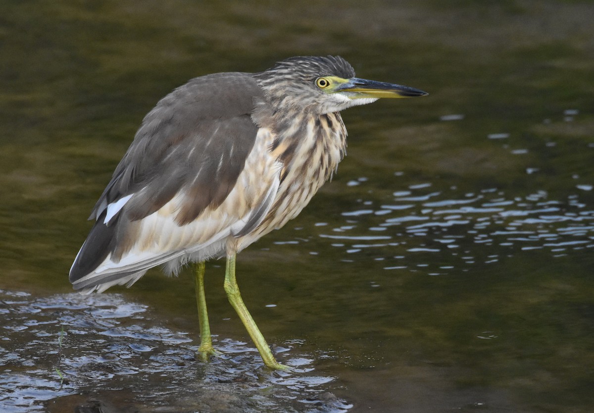Indian Pond-Heron - Sanjiv Khanna