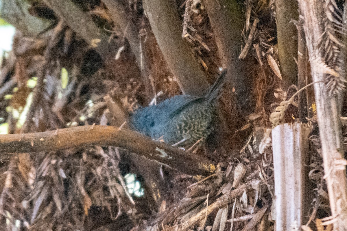 Planalto-Tapaculo - ML610415163