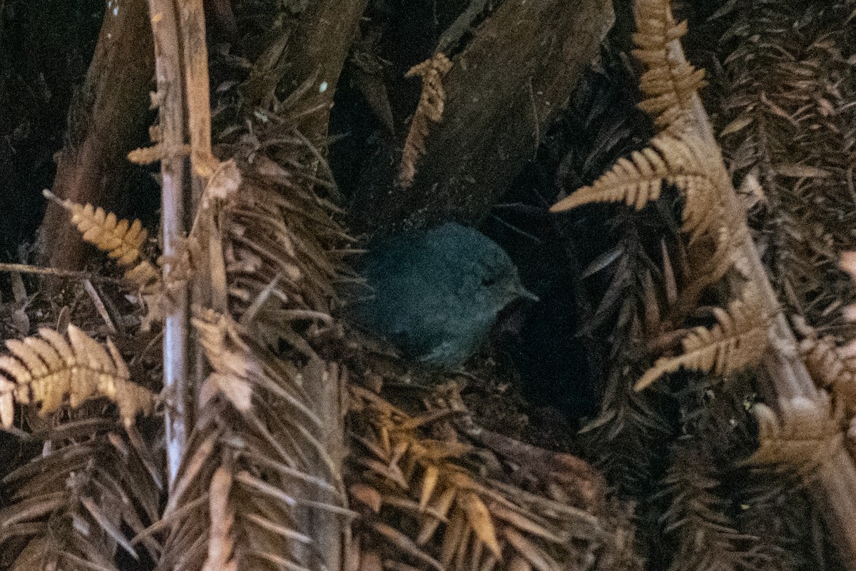 Planalto-Tapaculo - ML610415164