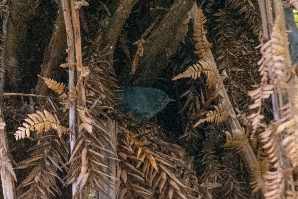 Planalto-Tapaculo - ML610415165