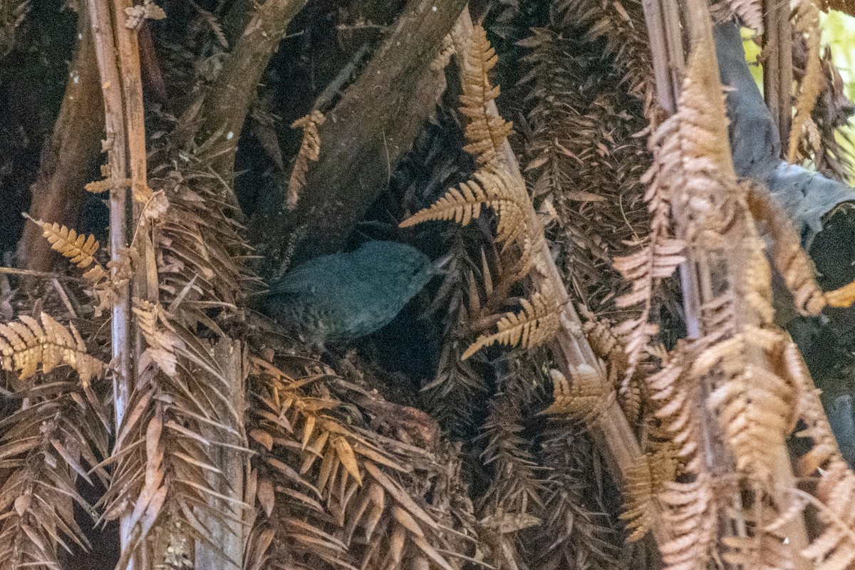 Planalto-Tapaculo - ML610415166