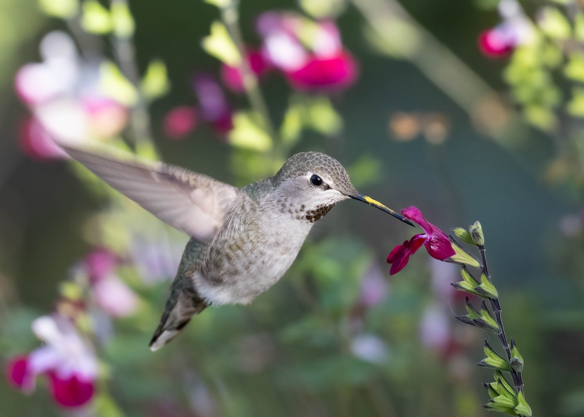 Anna's Hummingbird - Thomas Swartz