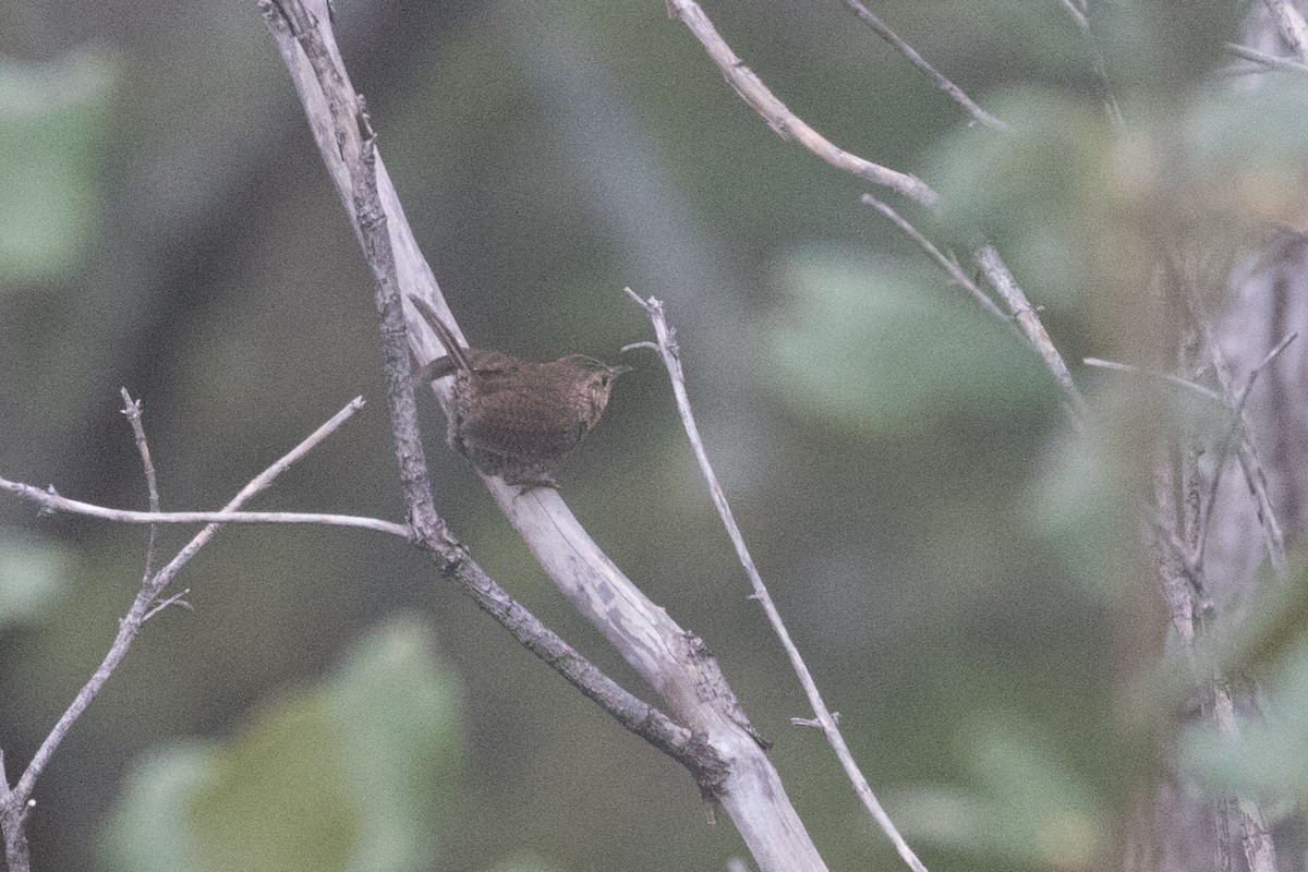 House Wren (Brown-throated) - ML610415197