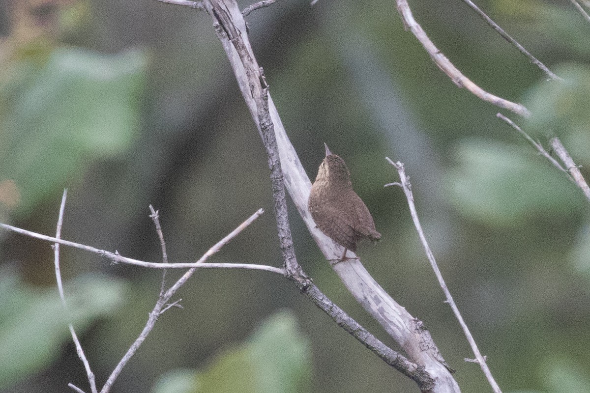 Troglodyte familier (groupe brunneicollis) - ML610415198