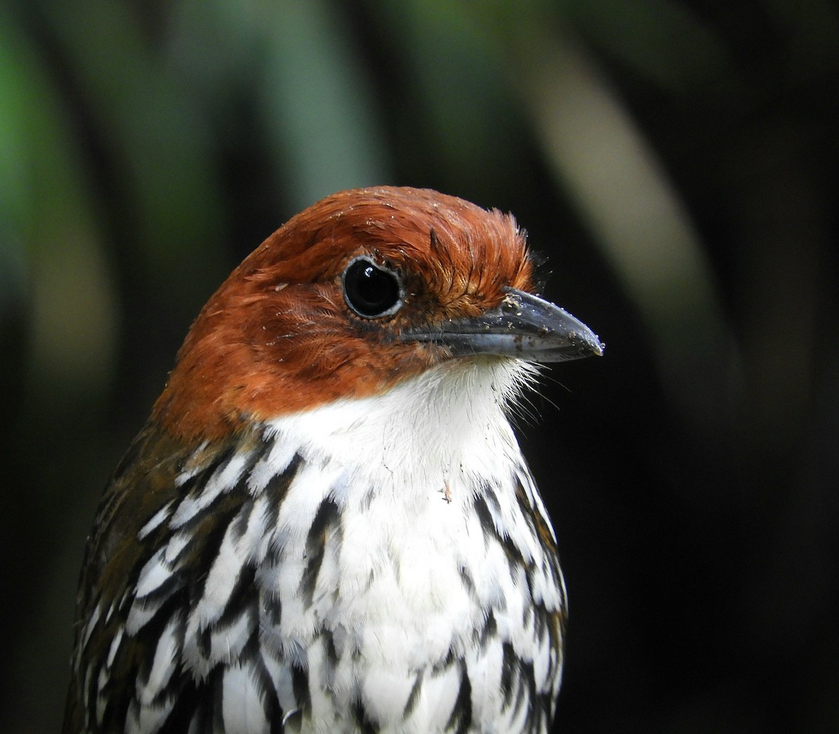 Chestnut-crowned Antpitta - ML610415211