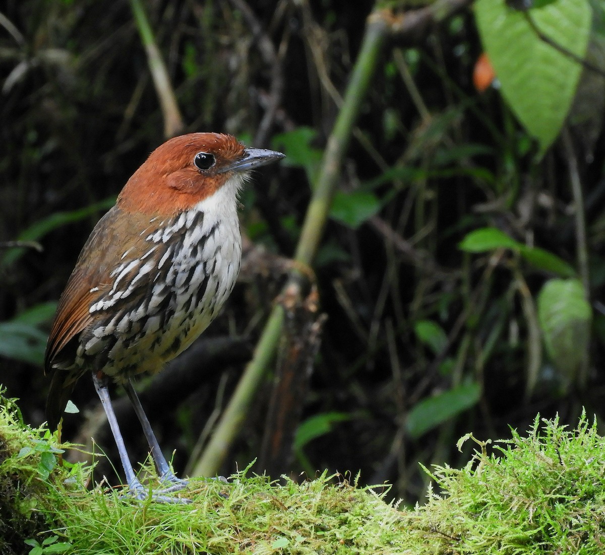 Chestnut-crowned Antpitta - ML610415212