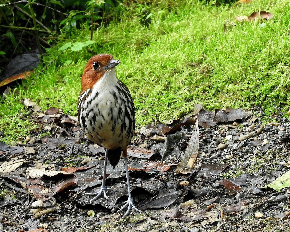 Chestnut-crowned Antpitta - ML610415213