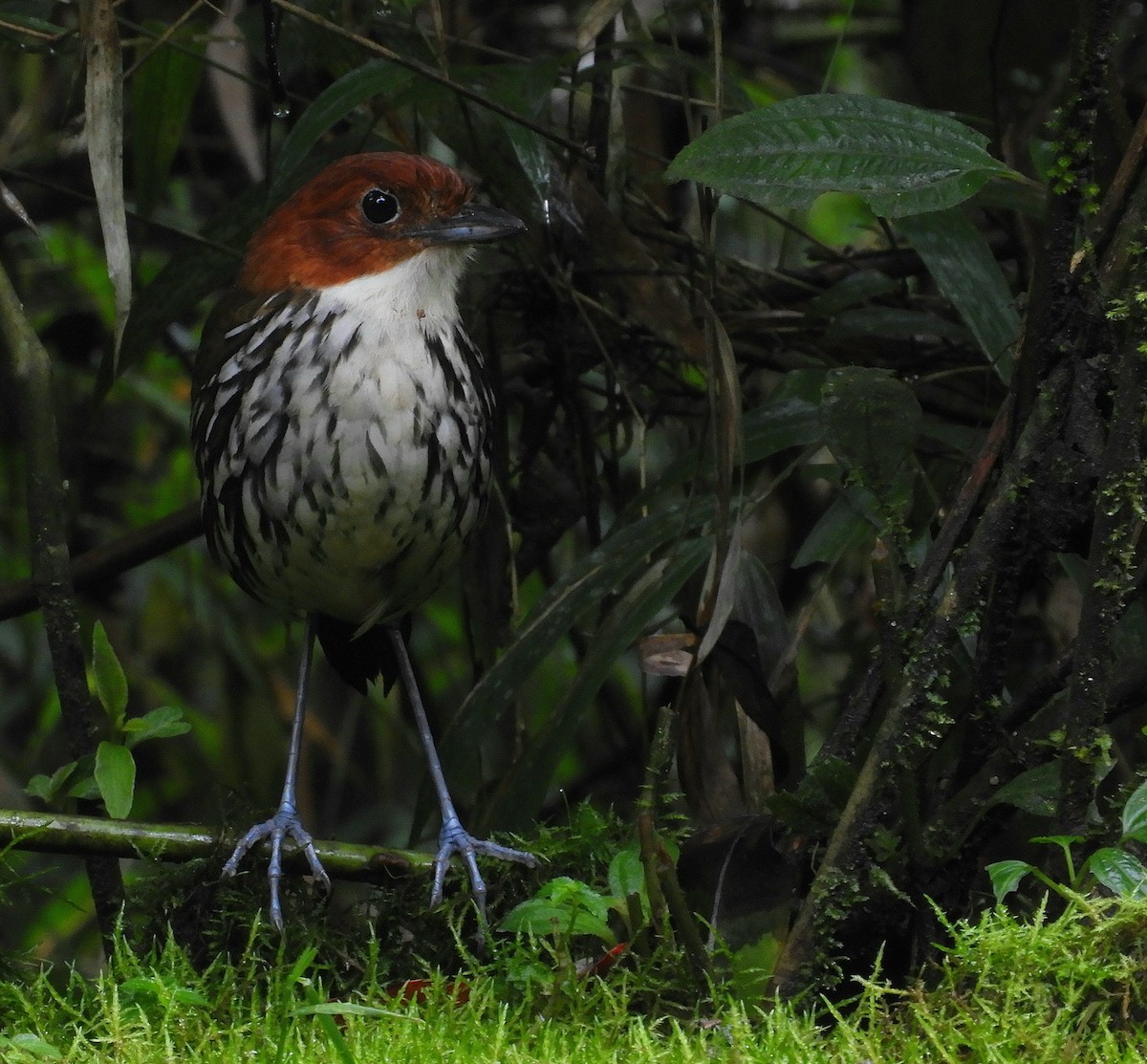 Chestnut-crowned Antpitta - ML610415214