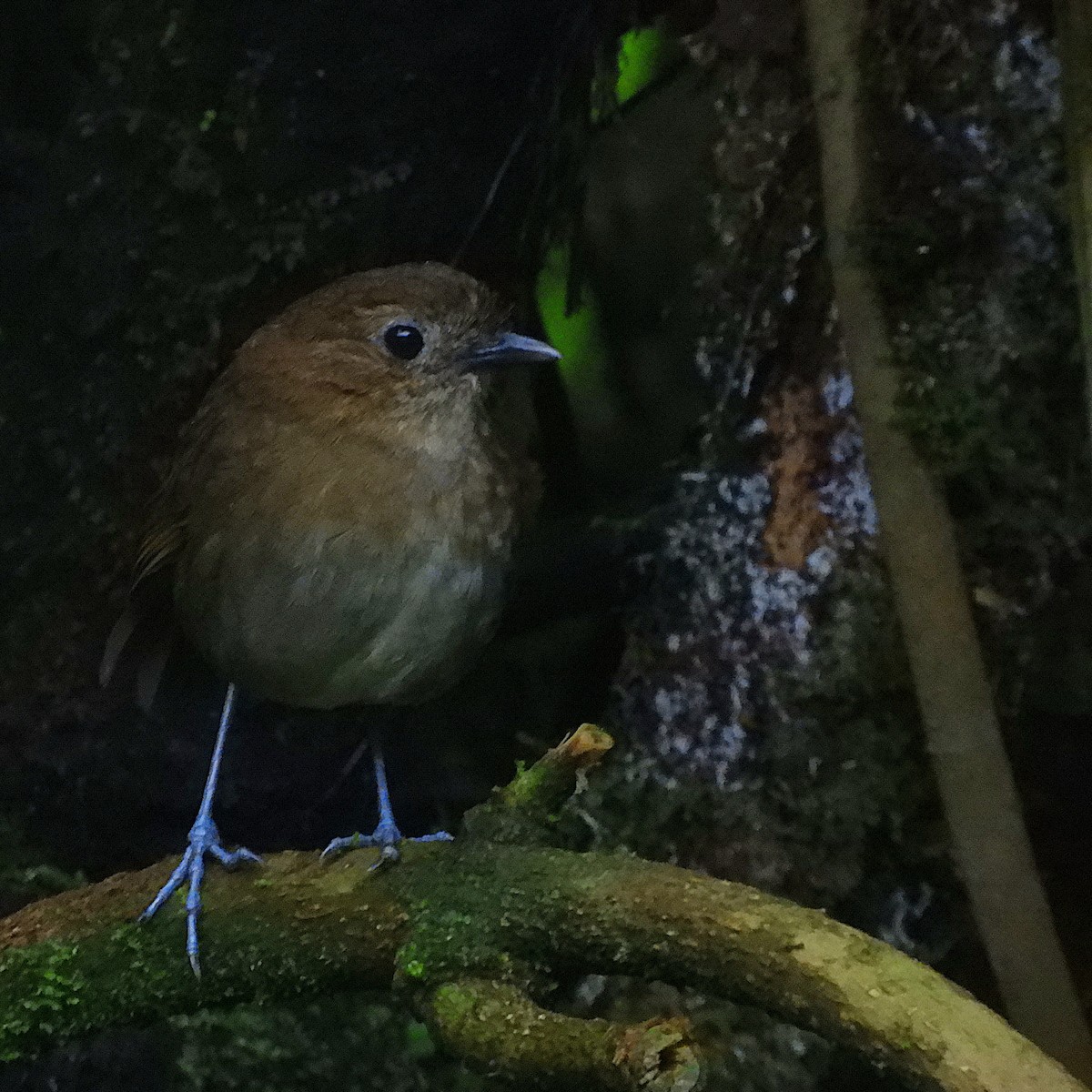 Brown-banded Antpitta - ML610415227