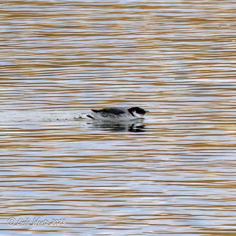 Ancient Murrelet - Linda Wentz