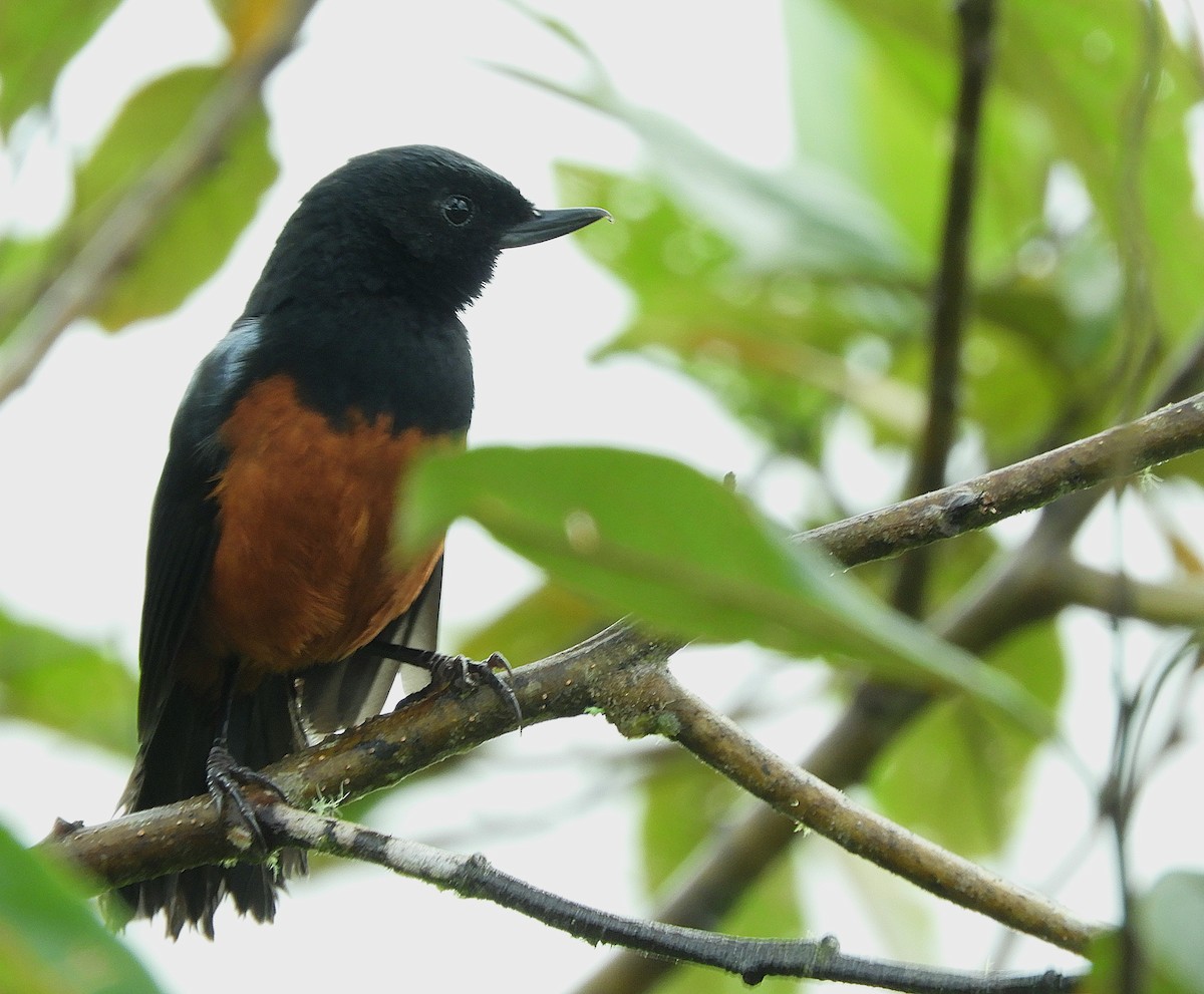 Chestnut-bellied Flowerpiercer - ML610415282