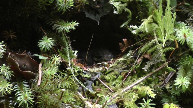 Mountain Wren-Babbler - ML610415298