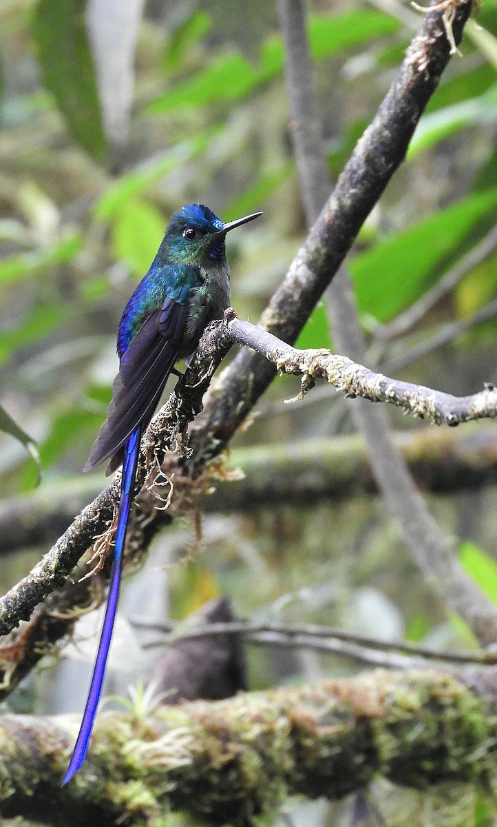 Violet-tailed Sylph - ML610415304