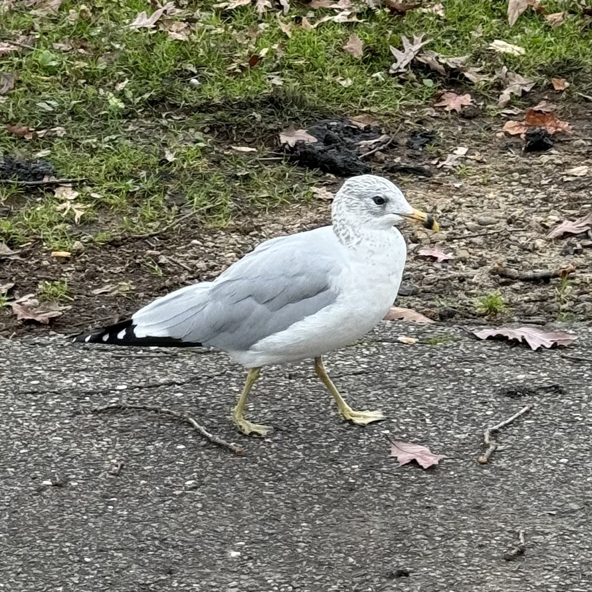 Ring-billed Gull - ML610415326