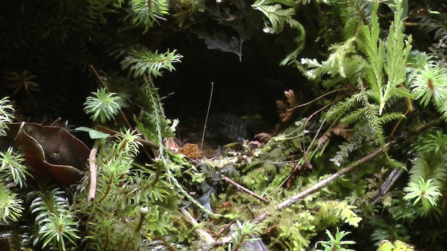 Mountain Wren-Babbler - ML610415335